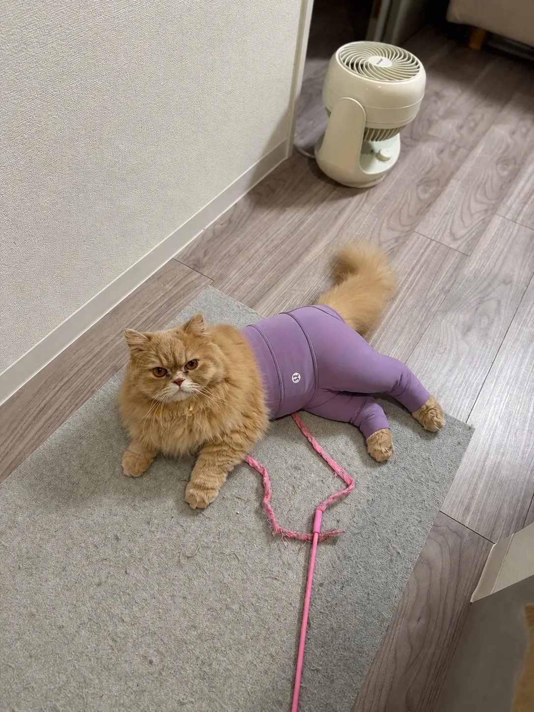 女性用風俗セラピスト写メ日記